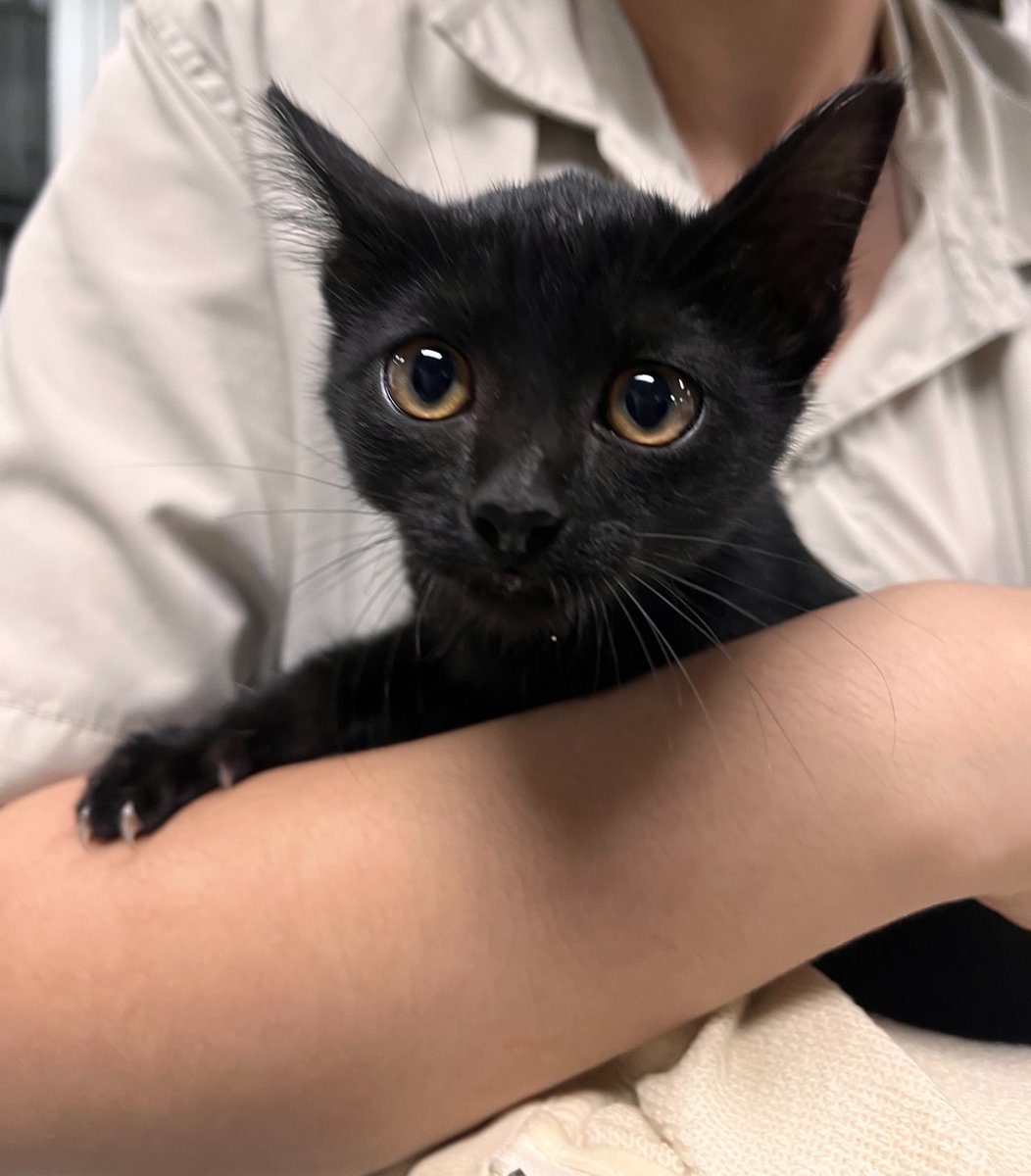 heeseungnb1's tweet image. ตามหาบ้านให้น้องแมวดำค่ะ เจอที่พุ่มไม้ประตูวิศวะมช. ไม่มีค่าตัวนะคะ อายุประมาณ 2 เดือน นิสัยน่ารักมาก ไม่ซน ขี้อ้อน #ทีมมช