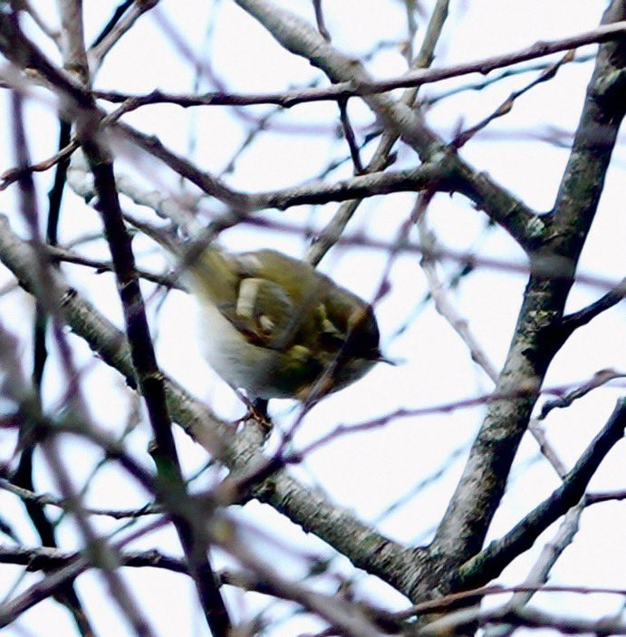 lyn lambert💙💛🇺🇦 tweet media