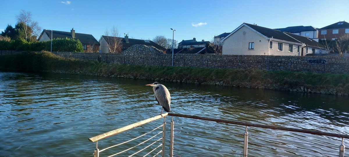 Mayne Walone tweet media