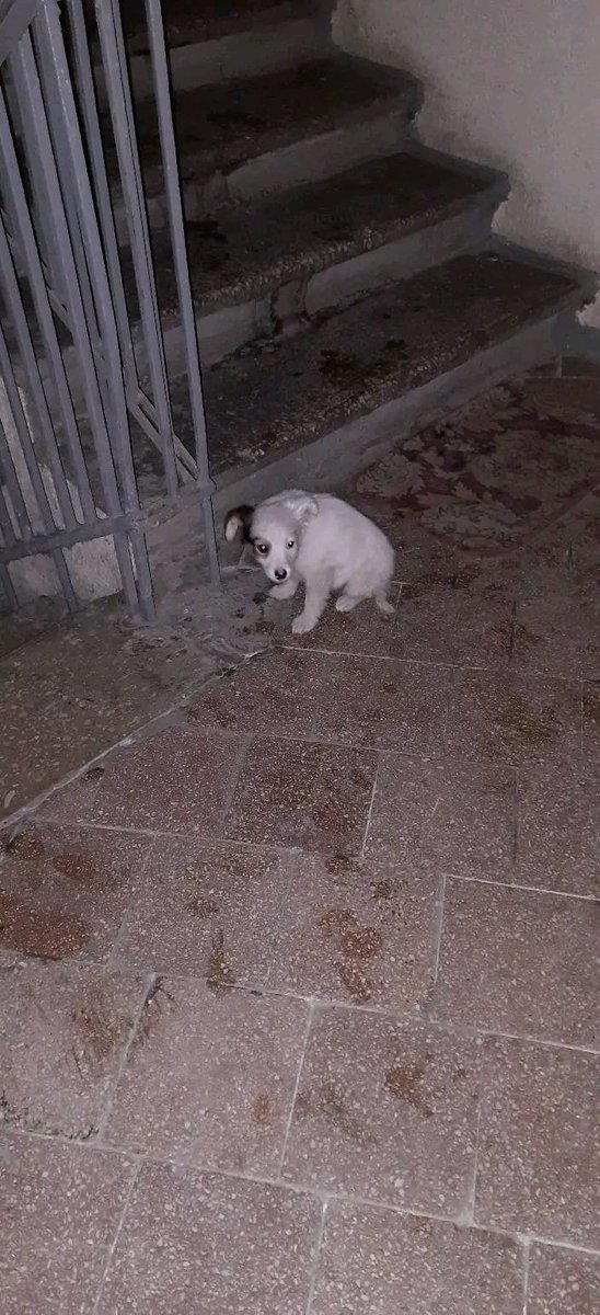 Центр Києва! Шукаємо петбатьків. Нам в під'їзд підкинули ось таку маленьку дівчинку. Тримати в себе не можу, бо маю дві собаки. А малеча так плаче, що серце крається. Телефонуйте 066 7827582 Вікторія
