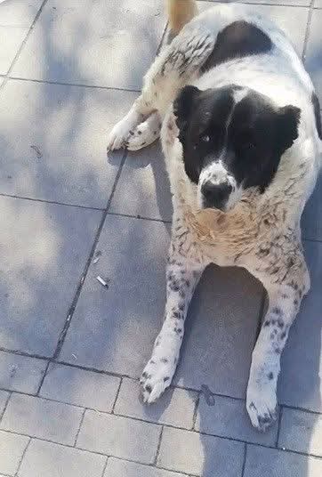 Ankara Demetevler Metro Durağında Katledilen Matmazel Canın da katili AKP’giller İktidarının Kanlı Katliam Yasasıdır!

 halkcidogavehayvanseverler.org.tr/ankara-demetev…