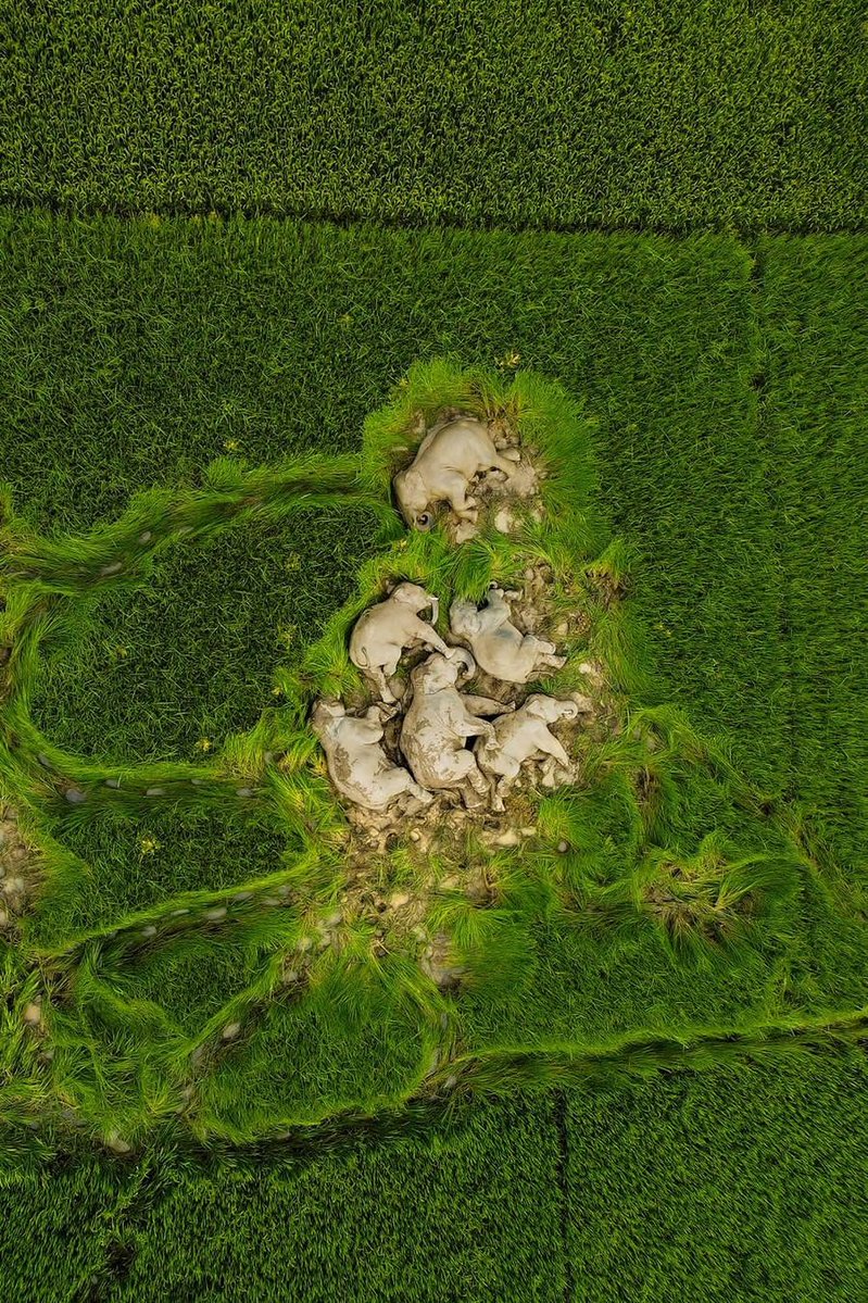 Sleeping Elephants
Abdul Sahil
2025