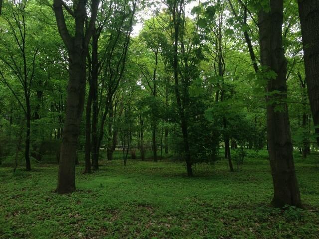 Trees make me want to go on living.