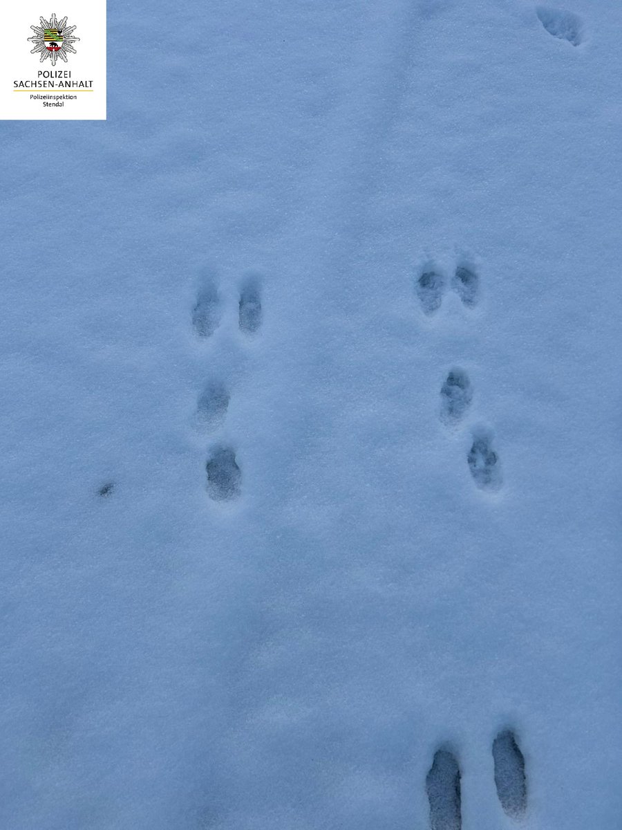 +++Spuren im Schnee+++

Na, erkennen Sie, welcher tierische Besucher sich letzte Nacht unerlaubt Zutritt zum Gelände der Polizeiinspektion Stendal verschafft hat?!? 🕵️🤔 

Die Auflösung des Falls gibt's morgen...