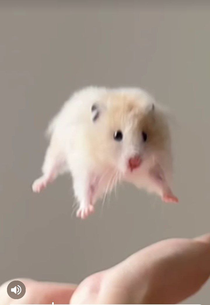 TweetsOfHamster's tweet image. Fly 🧚
