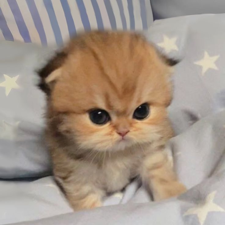 _mipmoo's tweet image. เหมือนแมวหวงปาทู