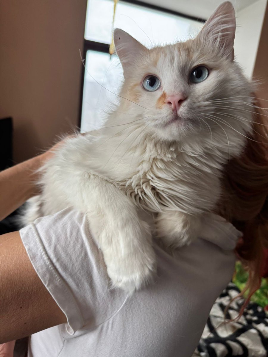 dobroxvost's tweet image. Друзья, новые фото с передержки от Пончика! Он всё ещё идёт дом, откликов пока не было. Будем благодарны за ретвиты 💜