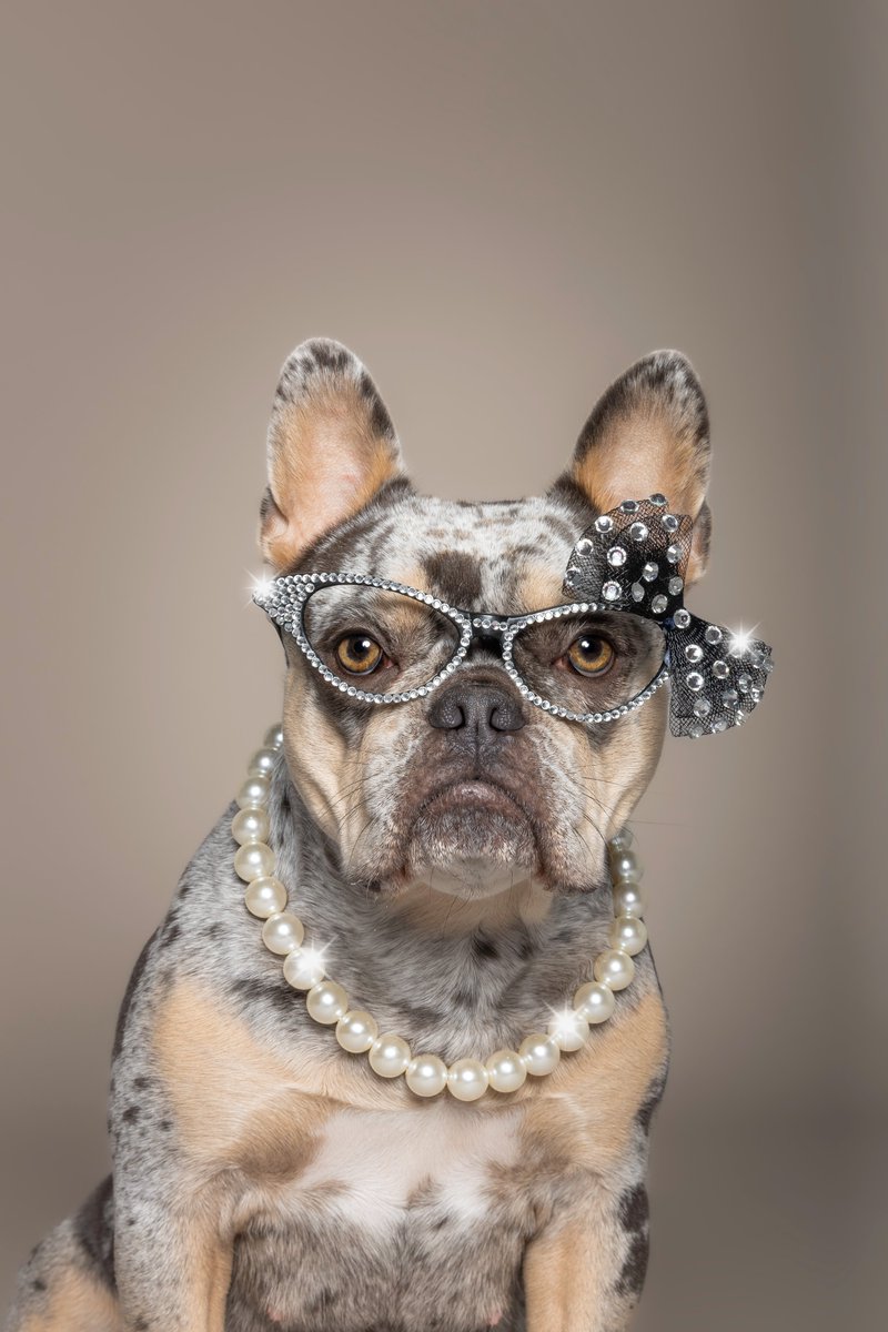 lilpupsclub's tweet photo. I love posing for the camera 📸🐾
Honestly… I don’t mind anything as long as I get treats 😌🍪

Fun fact:
When I was just a few weeks old, I was already modeling for the camera.
Like they say here in the Netherlands: learned young is done old 🤍 https://t.co/oc6ZGI2ru8