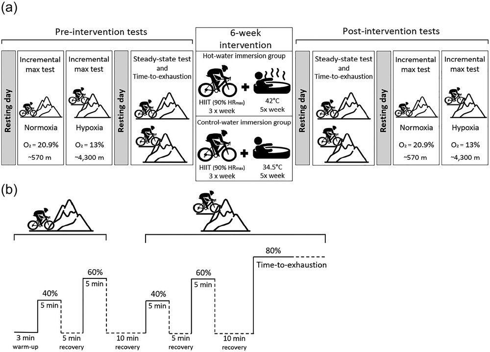 Experimental Physiology tweet media