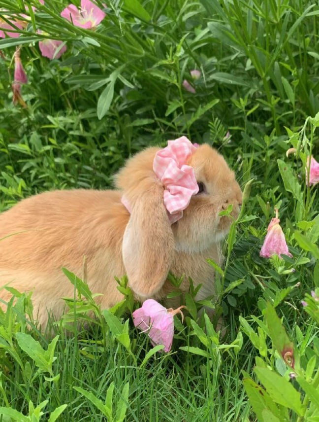 Random_Woman_12's tweet image. Cute bunny🥰