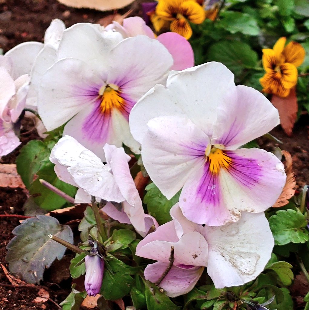 水曜日、お疲れ様でした🙇

今朝、公園の花壇に咲いていたビオラ☺️
寒さにやられてしまったのか🤔
ちょっと元気ない気が…。

なんだか頑張れーって応援したくなりました🥹

明日も穏やかな1日となりますように😊

#ビオラ
#朝の公園