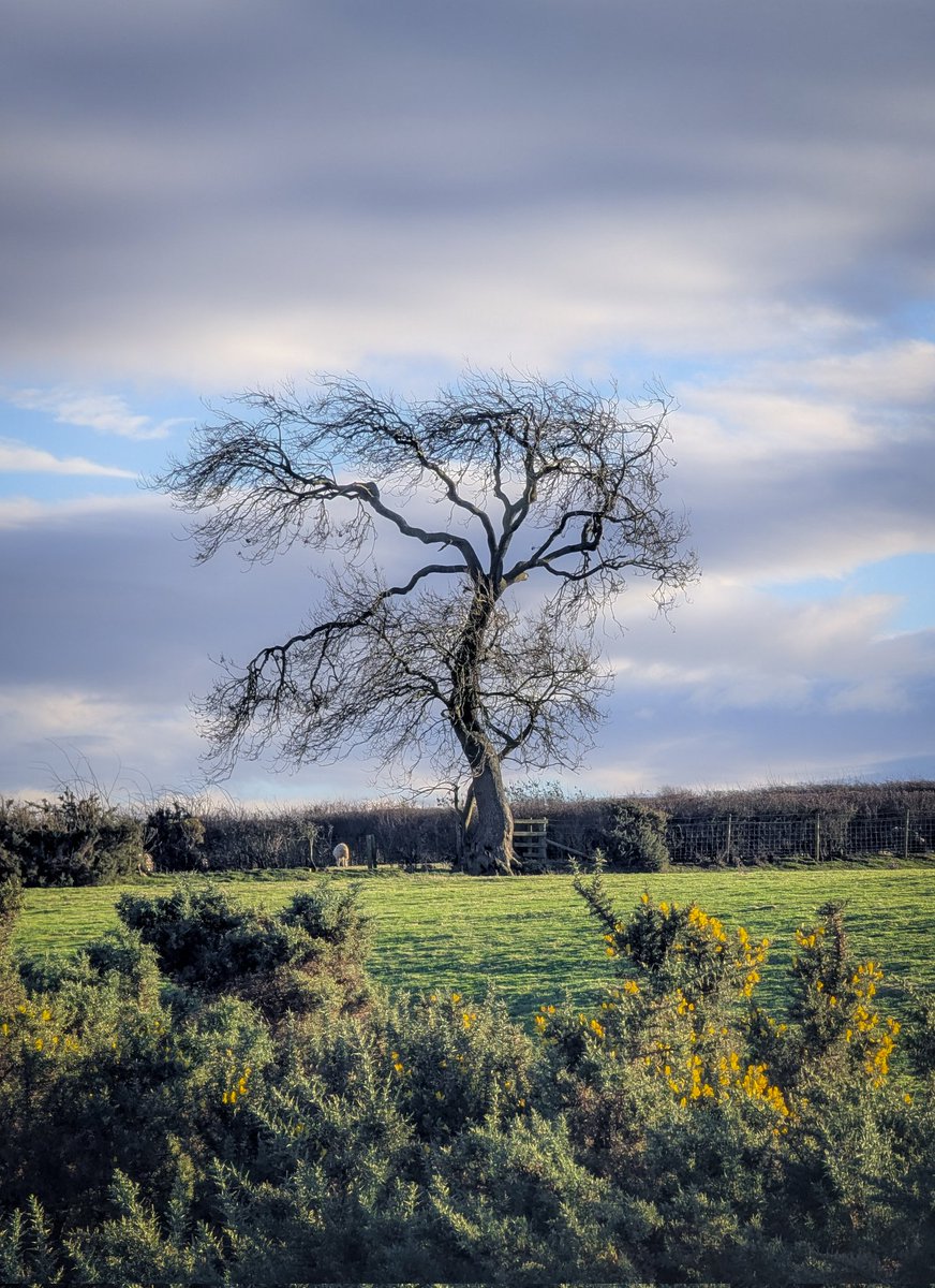 StuartKlinke's tweet image. Tree of the day.