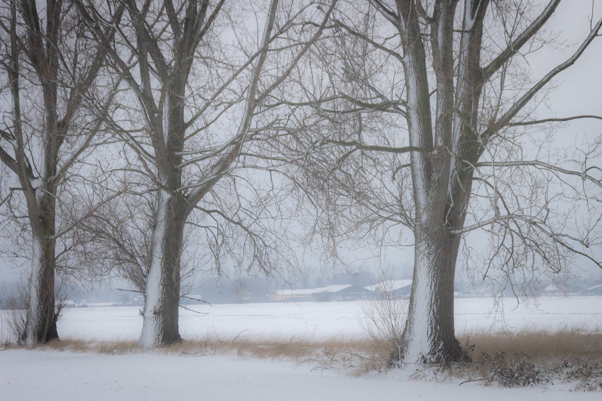 JaapScholte's tweet photo. Haarlemmermeer #sneeuw @weeronline @BuienRadarNL https://t.co/FO1PCSHtg4