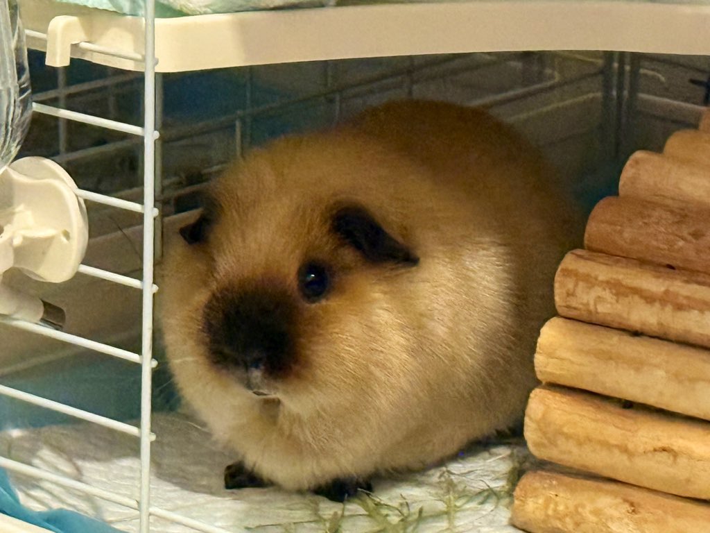 dangerous_mol's tweet image. この生物、ナニ⁉️⁉️⁉️