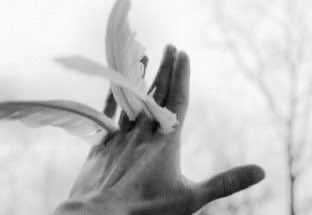 angel!elle x spencer