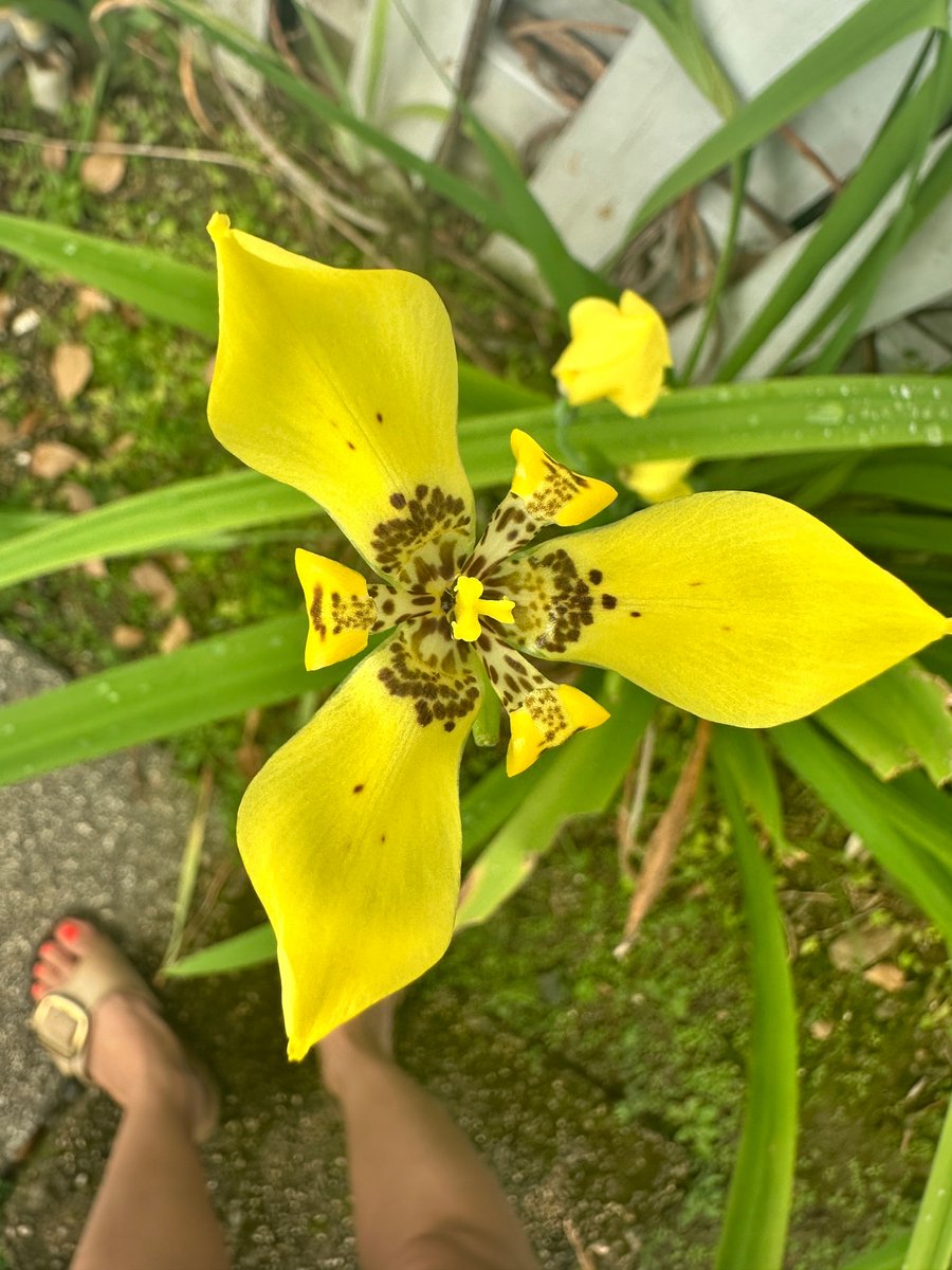 Samantha John tweet media