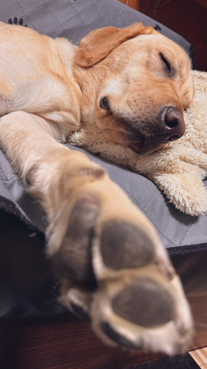 ワイのモコモコ上着を枕に爆睡するワン