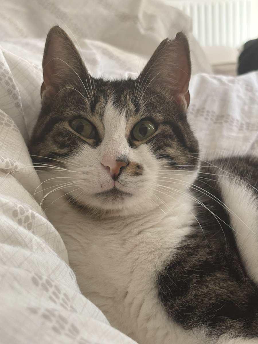 Pitperest tweet media