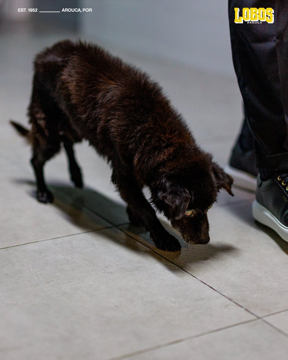 FC Arouca tweet media