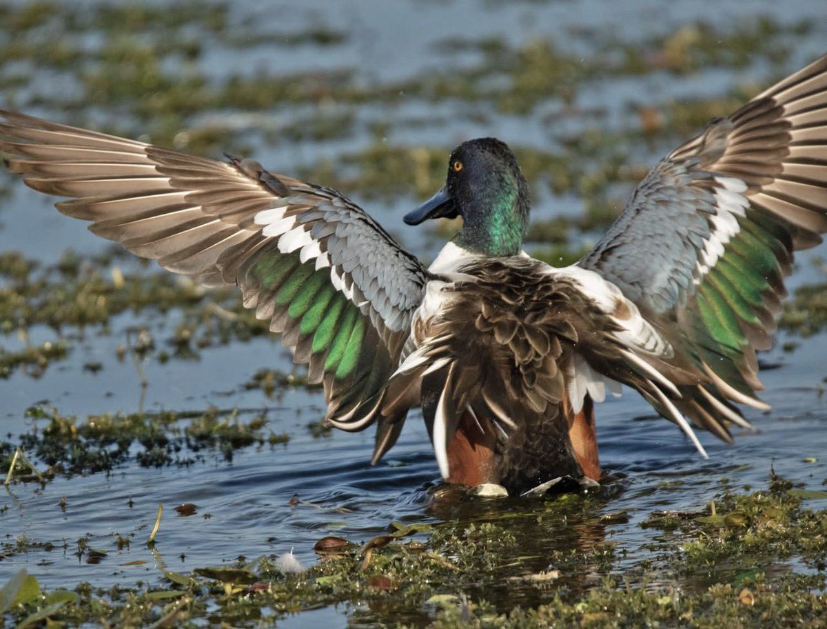 Hey, Lisa tweet media