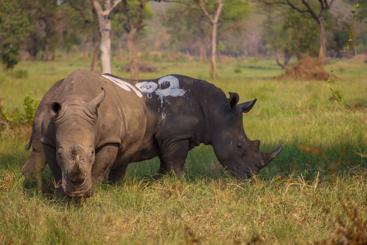 MTWAUganda's tweet image. Uganda’s commitment to conservation efforts has further been strengthened by the reintroduction of White Rhinos to Ajai Wildlife Reserve, West Nile region. A smooth process which commenced on 5th January 2026 is almost coming to completion. The @ugwildlife team comprised of Vet…