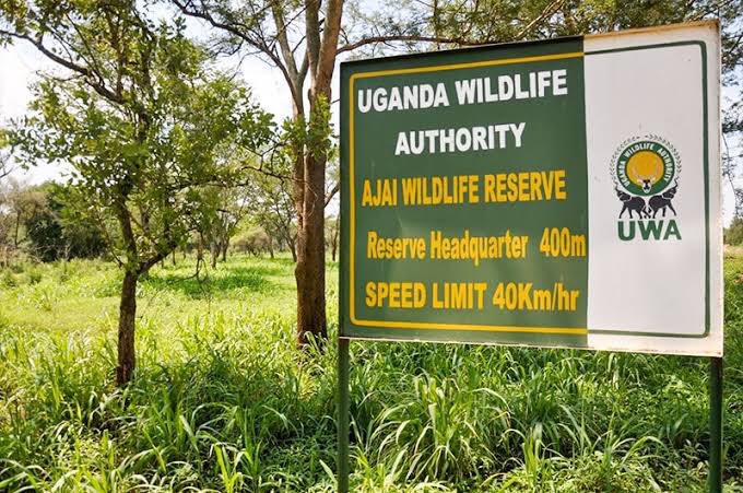 MTWAUganda's tweet image. Uganda’s commitment to conservation efforts has further been strengthened by the reintroduction of White Rhinos to Ajai Wildlife Reserve, West Nile region. A smooth process which commenced on 5th January 2026 is almost coming to completion. The @ugwildlife team comprised of Vet…