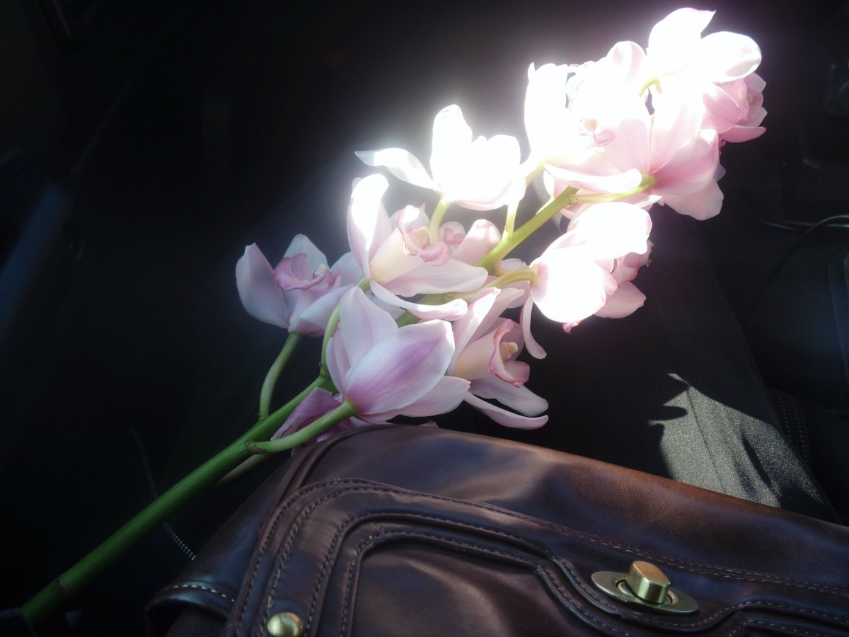 nagi𓅫⸒⸒ (@_narwhal____) on Twitter photo 