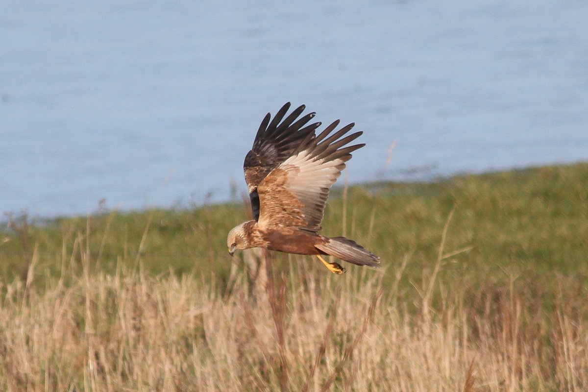 Paul Kelly tweet media