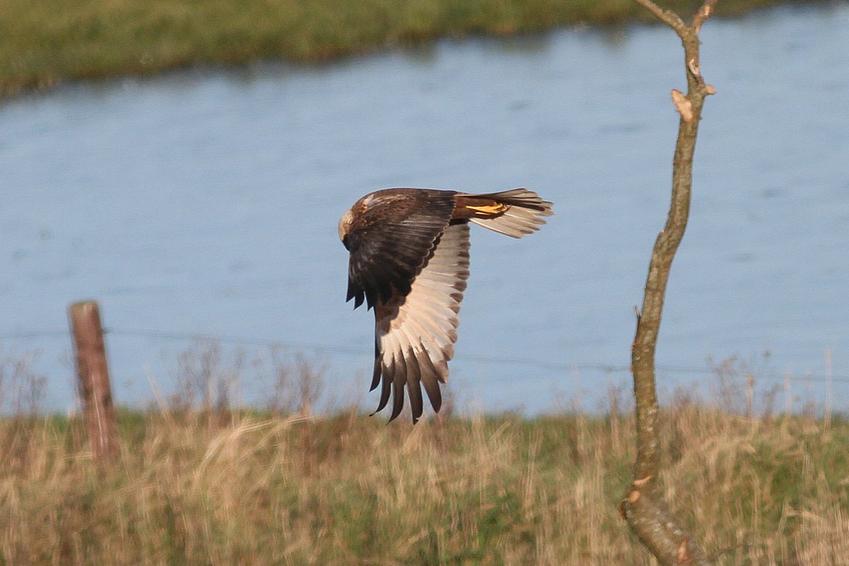 Paul Kelly tweet media