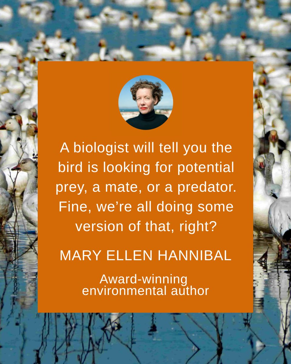 BirdsBayBook's tweet photo. A biologist will tell you the bird is looking for potential prey, a mate, or a predator. Fine, we’re all doing some version of that, right? 

Mary Ellen Hannibal
Award-winning environmental author
Wrote the foreword for In the Shadow of the Bridge https://t.co/3H9bTkpw6R