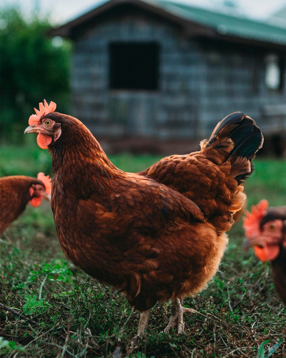 EXPOSAGER's tweet photo. Implementar bioseguridad en ganadería reduce el riesgo de brotes, protege la salud animal y garantiza continuidad productiva.

Acciones clave:
1️⃣ Control de acceso
2️⃣ Protocolos de desinfección
3️⃣ Vigilancia sanitaria

#EXPOSAGRIS https://t.co/2sNUuXl1a2
