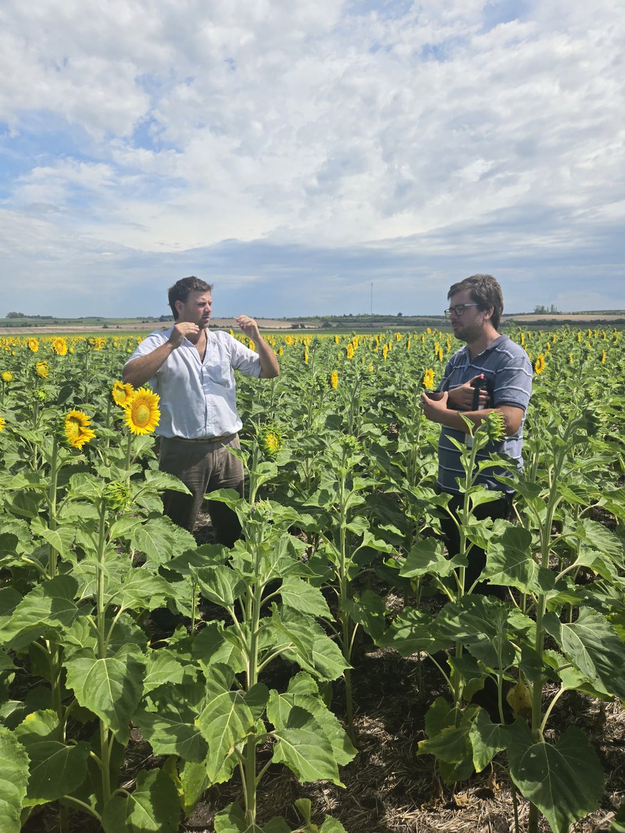 Ignacio Guggeri tweet media