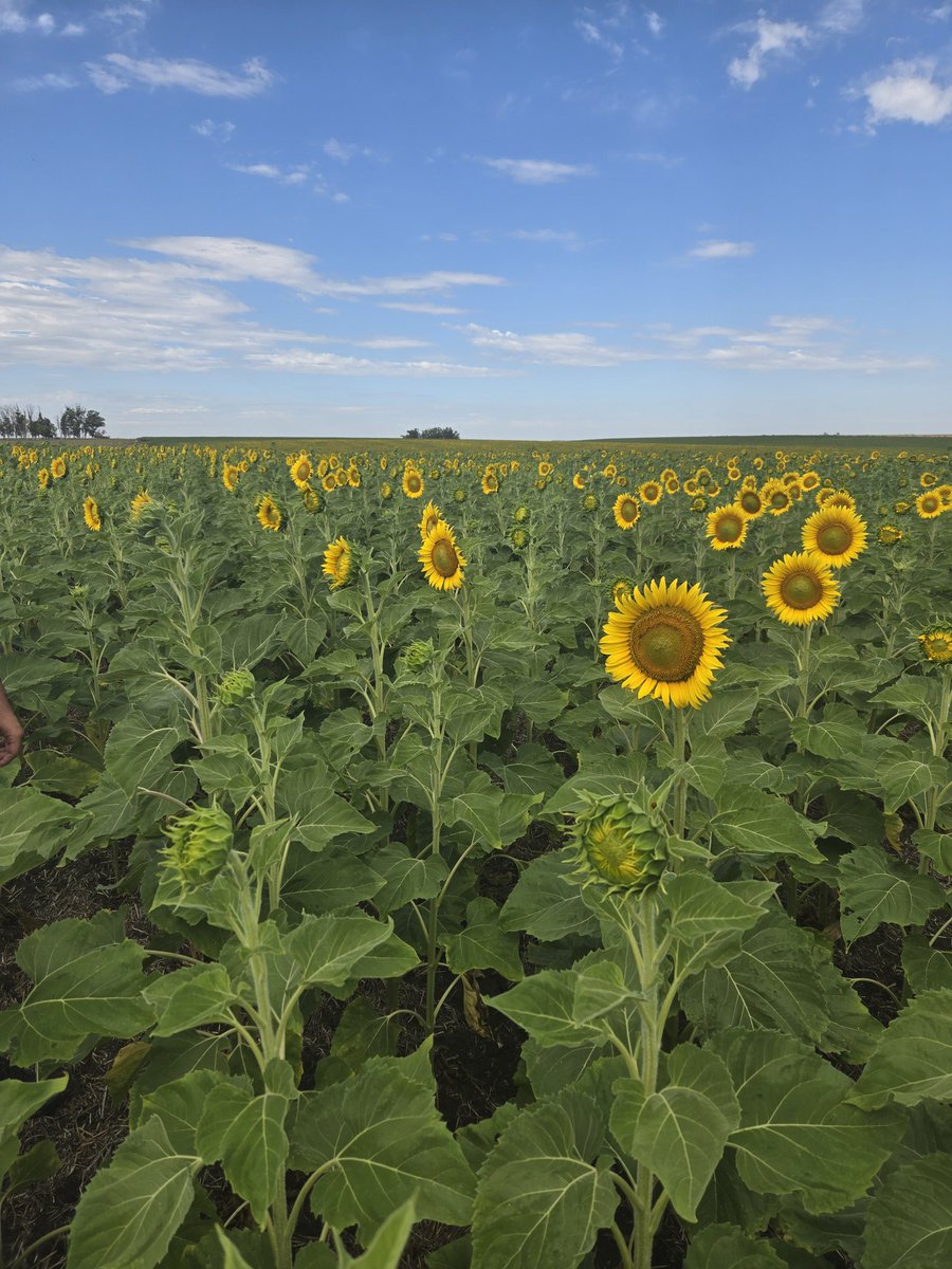 Si tendrán cabida los Girasoles en nuestras rotaciones. 
Cultivos que se vieron desafiados en la etapa de instalación, producto de los fríos de octubre principalmente, luego se desarrollaron sin inconvenientes y hoy vienen viento para lo que les queda de ciclo. 
Rusticidad.
