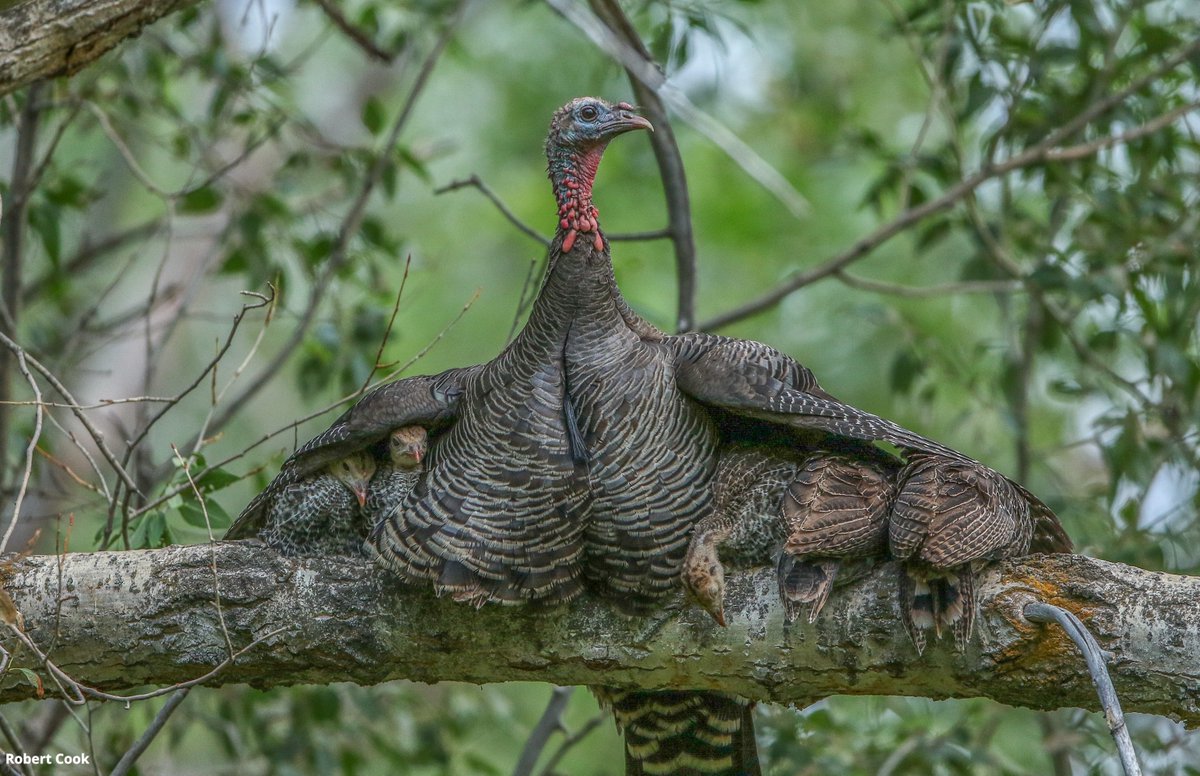 National Wildlife Federation tweet media