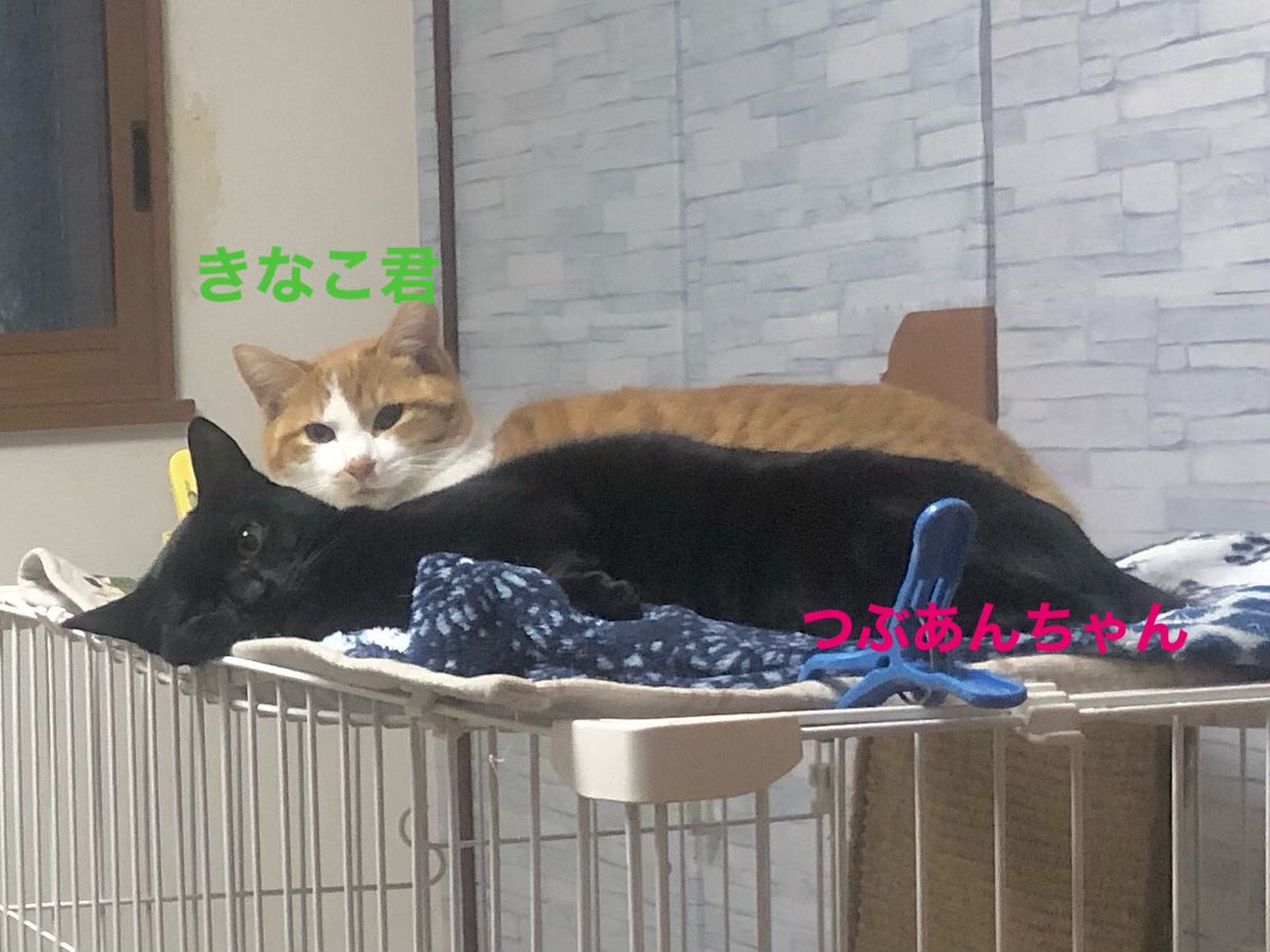 8wale77's tweet photo. 今日はね とーっても 寒かったんだよ
って言っても もうわからんか…
⁡
エアコンの風が ふんわりと届くお気に入りの場所で
とろけるお二方
⁡
 #里親様募集中 ですよ❣️
我が家(伊奈町)にてお見合い可能
譲渡条件などはメールにてお知らせします
質問だけでも大歓迎！
⁡
  #黒猫 #茶白猫  #埼玉県 https://t.co/SWuP85VNma
