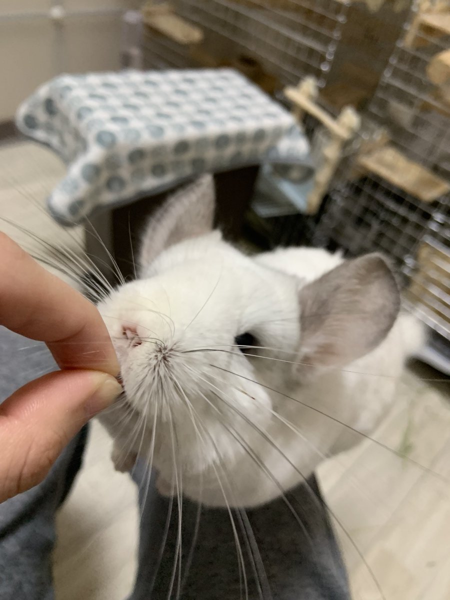 ぽこすけ tweet media