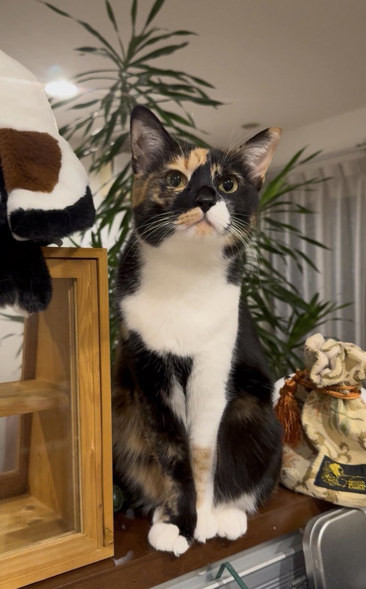 ねねこ ねねこ (@n_nekoyashiki) / Posts / X