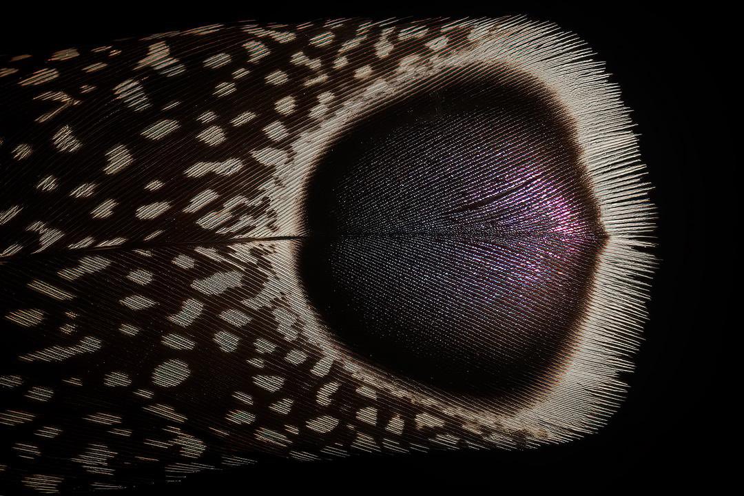 JanvanderGreef's tweet photo. Seeing from within 

Malayan peacock-pheasant https://t.co/IFLohxfqzF