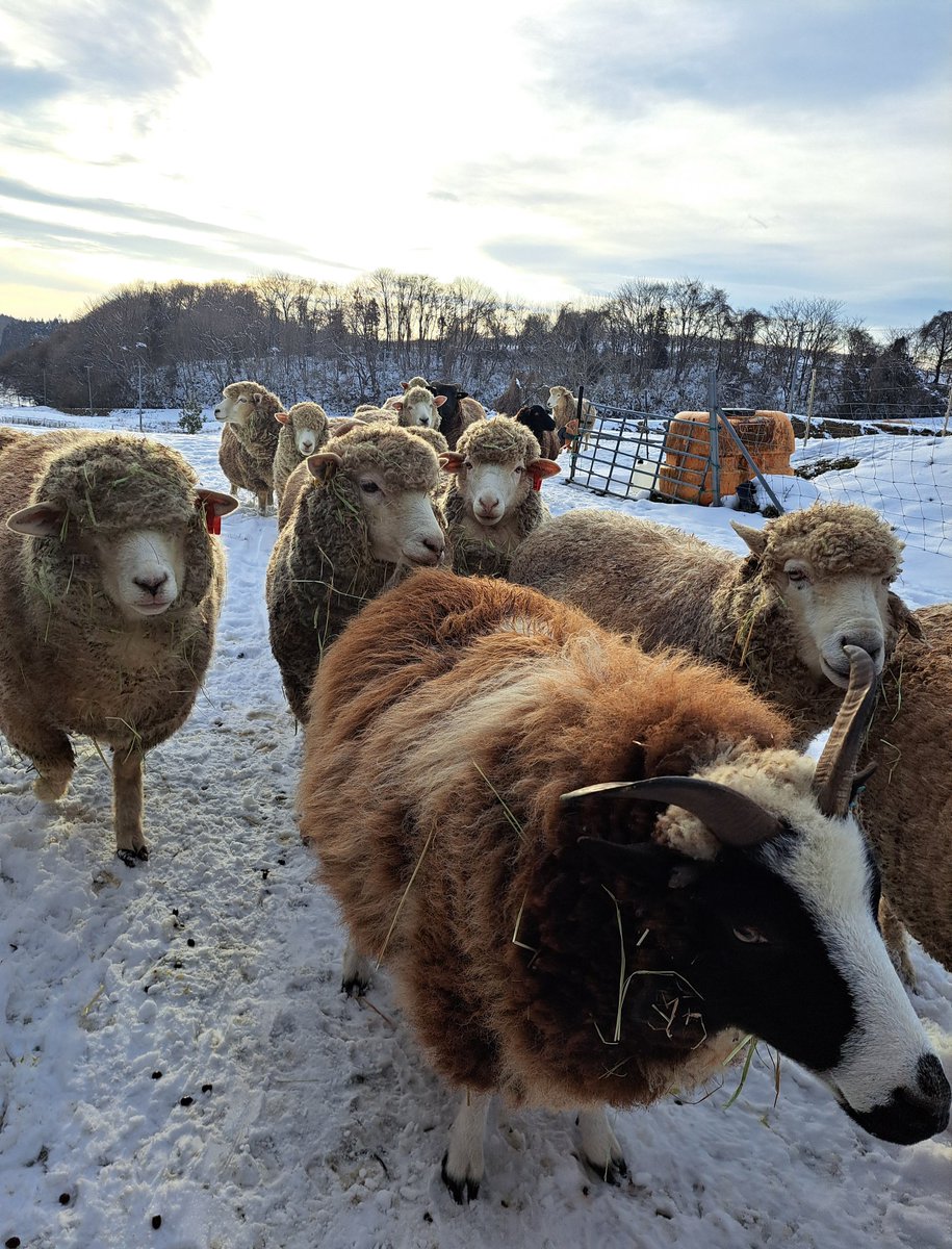 ❧✿ひつじ✿☙ページ ヒツジの赤ちゃん誕生 – 滋賀県長浜市の中心にニュースをお届けする