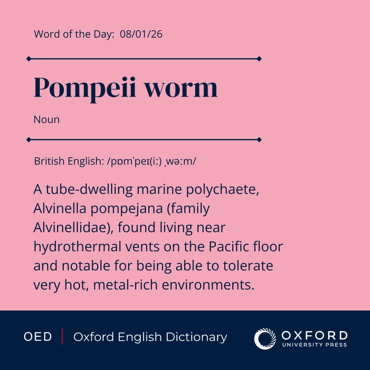 OED's tweet photo. OED #WordOfTheDay: Pompeii worm, n.
A tube-dwelling marine polychaete, Alvinella pompejana (family Alvinellidae), found living near hydrothermal vents on the Pacific floor and notable for being able to tolerate very hot...

View the full entry: https://t.co/acDWTUzoLI https://t.co/4T9P41Xg0q