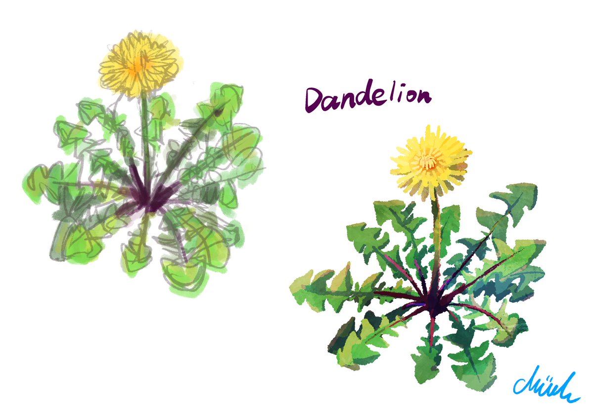 Post by みゅーで on X: タンポポ