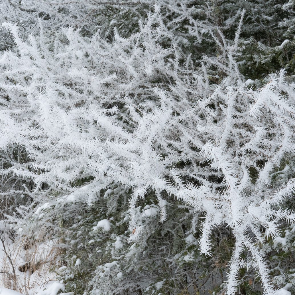 Much of the frost is still clinging to the vegetation now but will likely melt later today when temps climb a bit above freezing.