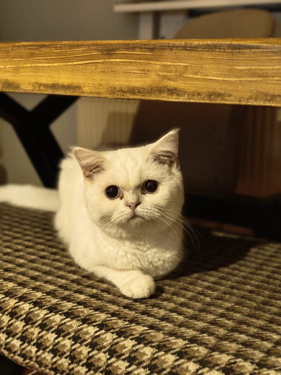 Bu iki çocuğa İstanbul içi yuva arıyoruz. Gri olan erkek 1,5 yaşında kısır değil - kısırlaştırma şartı vardır. Beyaz olan 7 aylık,dişi ve kısır 
<a href="/AnnoyedAndMoody/">Nevin</a> <a href="/bendogurdum/">🪼Denizanası 🪼</a> <a href="/bellavesimba/">🐶 Bella&Simba 🦁</a> <a href="/melothepit/">M E L O & Kedy Kardeşleri</a> <a href="/zagorgocakafa/">Zagor Gocakafa</a> <a href="/minkominkom/">Murat K.</a> <a href="/MTurkan14627/">Müşfik & Veysel & Türkan</a> <a href="/nesliko/">Neslihan</a> <a href="/omer_art11/">Ömer</a> <a href="/umutperver40/">Melek Yıldız</a>