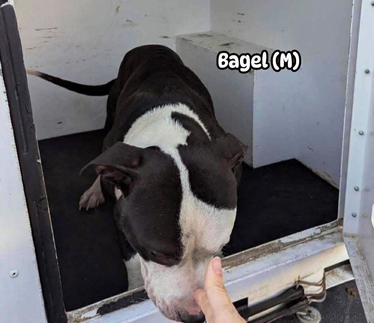 This ADORABLE pair BISCUIT (F) &amp; BAGEL(M)
are fighting for their wee lives at #RockyMount #NorthCarolina 
Both are great little dogs,scared,but playful &amp; extremely loving ❤️
But they are RUNNING OUT OF TIME ⛑️ 
PLZ #ADOPT #FOSTER OR #PLEDGE FOR RESCUE 
Retweets help so much