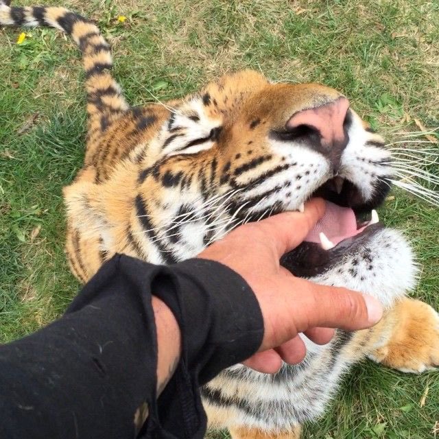 bigcatburger's tweet image. Since you’ve been so well behaved Mr tiger…. You can eat one finger as a treat….
