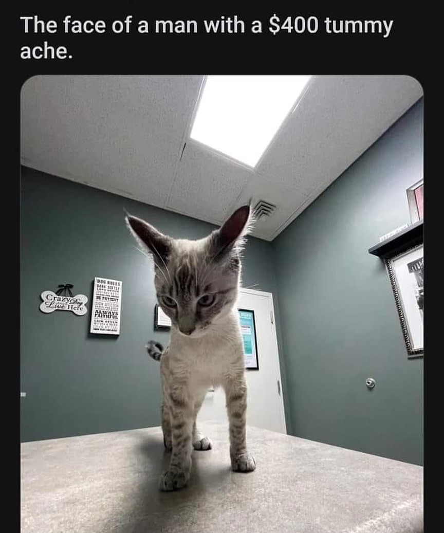 PunchingCat's tweet image. 