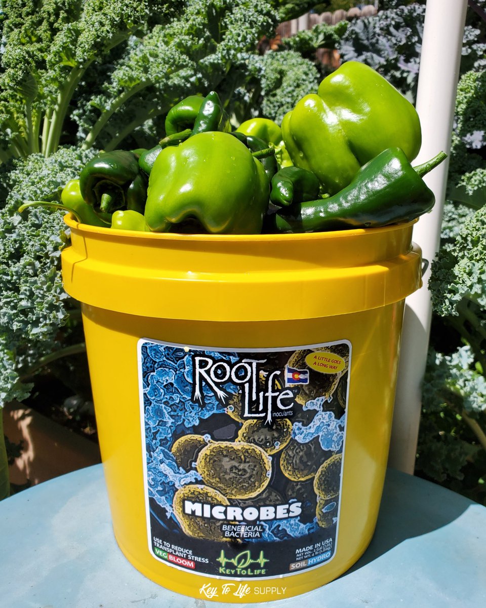 KeyToLifeSupply's tweet image. Strong harvests start underground.

Healthy roots and balanced biology support consistent plant performance from start to finish.
#keytolifesupply #RootLife #SoilBiology #PlantHealth