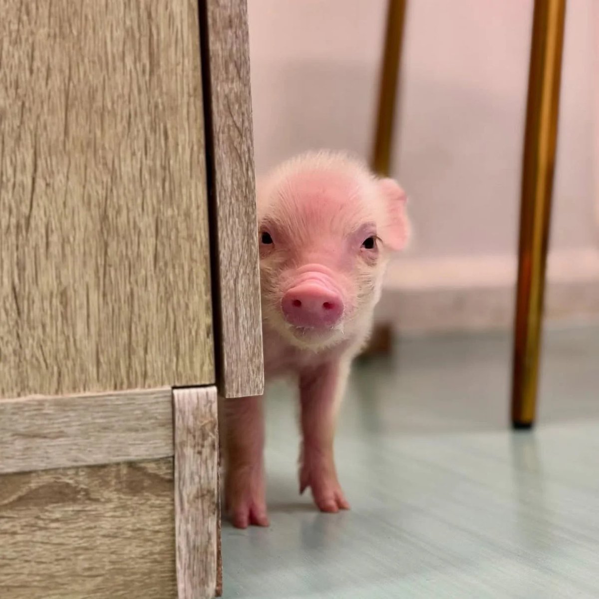 🐶🐷 tweet media