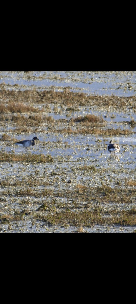 kevin stead tweet media