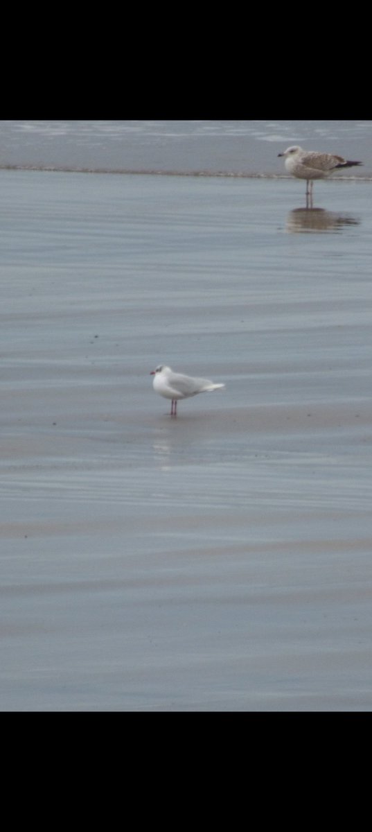 kevin stead tweet media